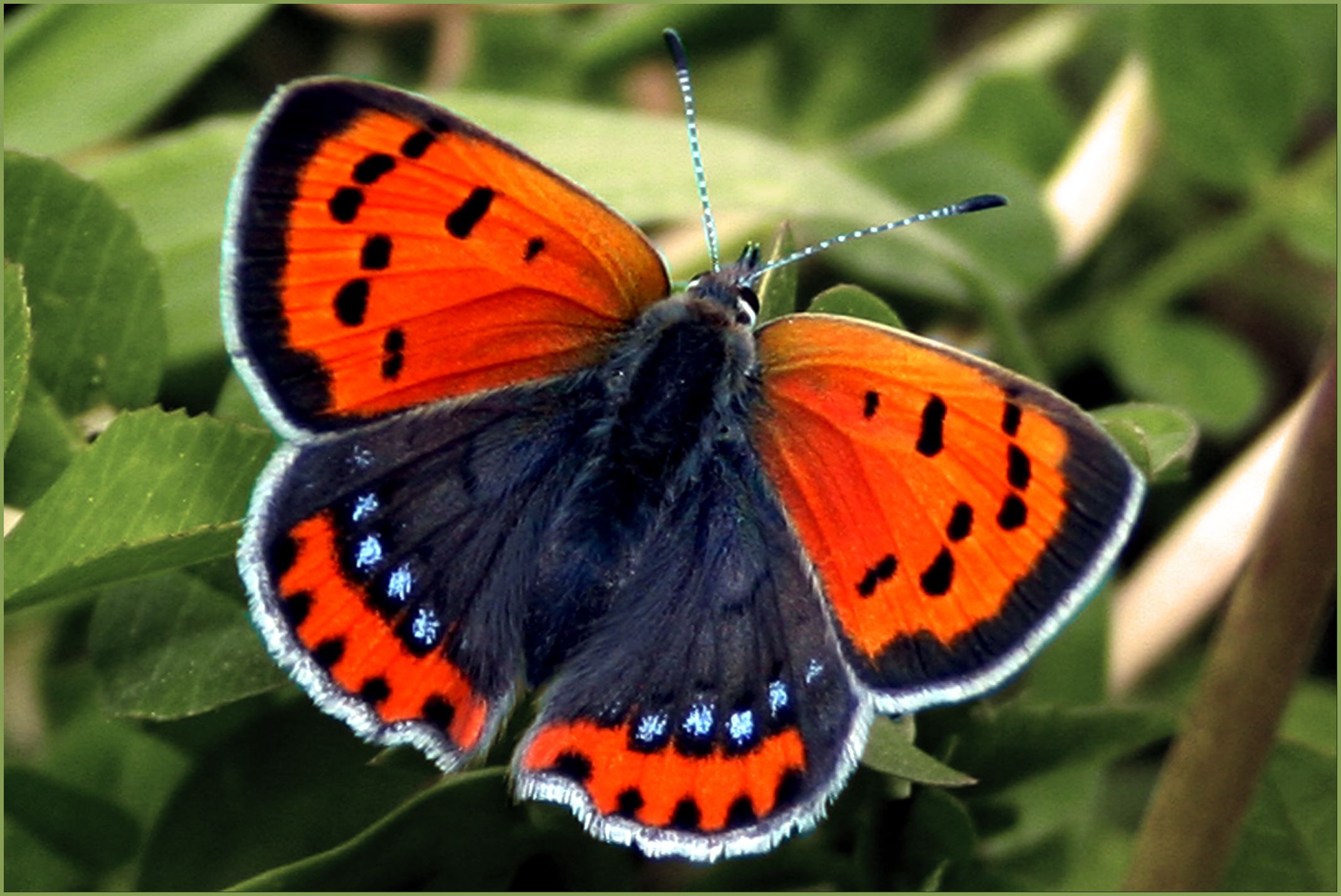 Бабочки мордовии фото с названиями
