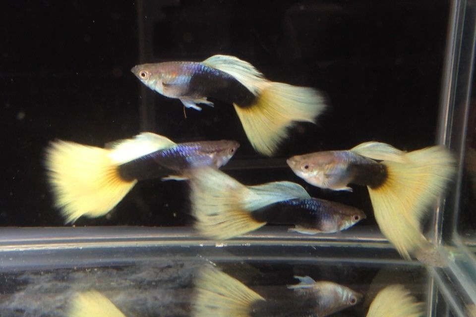 Гуппи аквариумные рыбки. Гуппи берлинские. Гуппи ночью. Гуппи аквариумные рыбки. Гуппи берлинские.