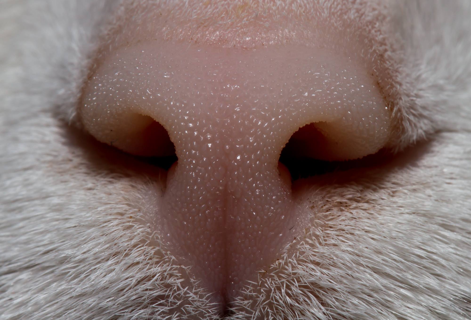 Влажный нос у кошки. Кошачий нос. Носы котов. Нос кота под микроскопом. Кошачий нос под микроскопом.