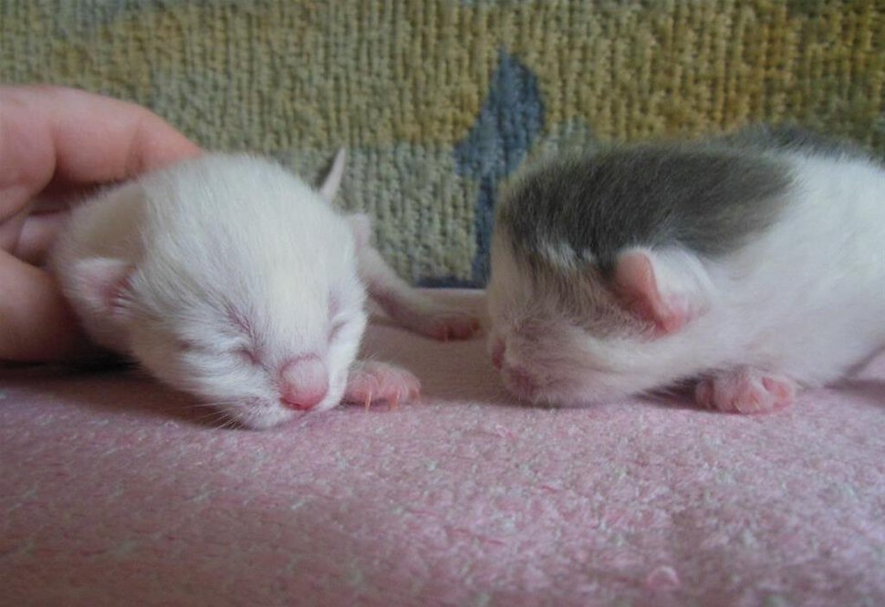 Сонник видеть котят. Маленькие котята Новорожденные. Приснились котята маленькие. Приснились Новорожденные котята. Котята Новорожденные во сне.