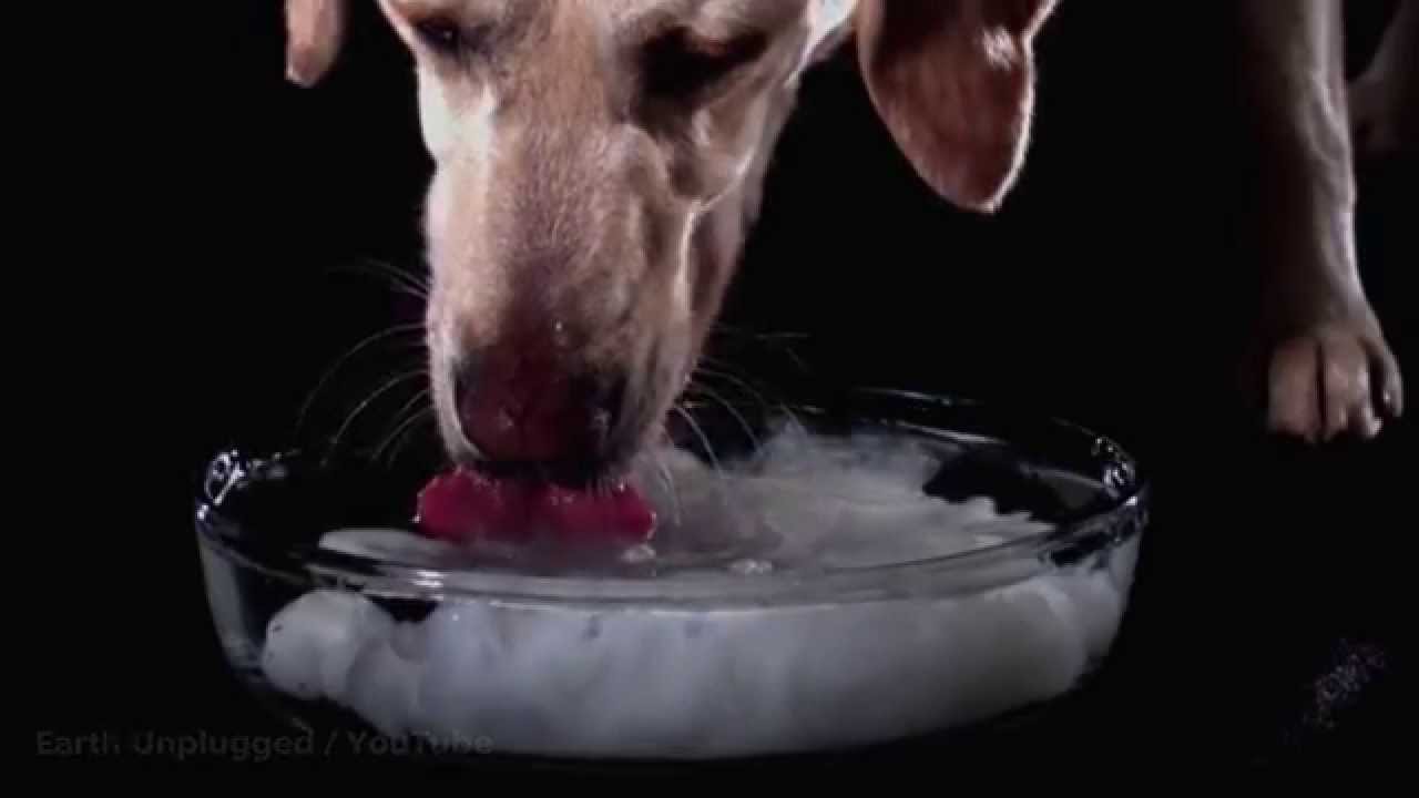 Сколько воды пьют собаки. Собака пьет воду. Гифка собака пьет воду. Собака пьет гифка. Собака лакает воду анимация.
