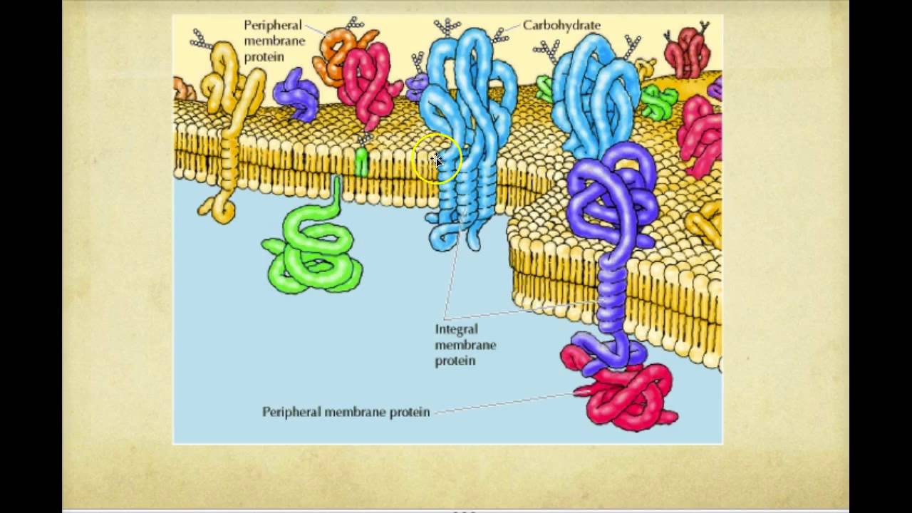 Белки клеток животных. Периферические белки клеточной мембраны. Белок в клетке человека. Интегральные клетки. Proteins of Cell membrane.