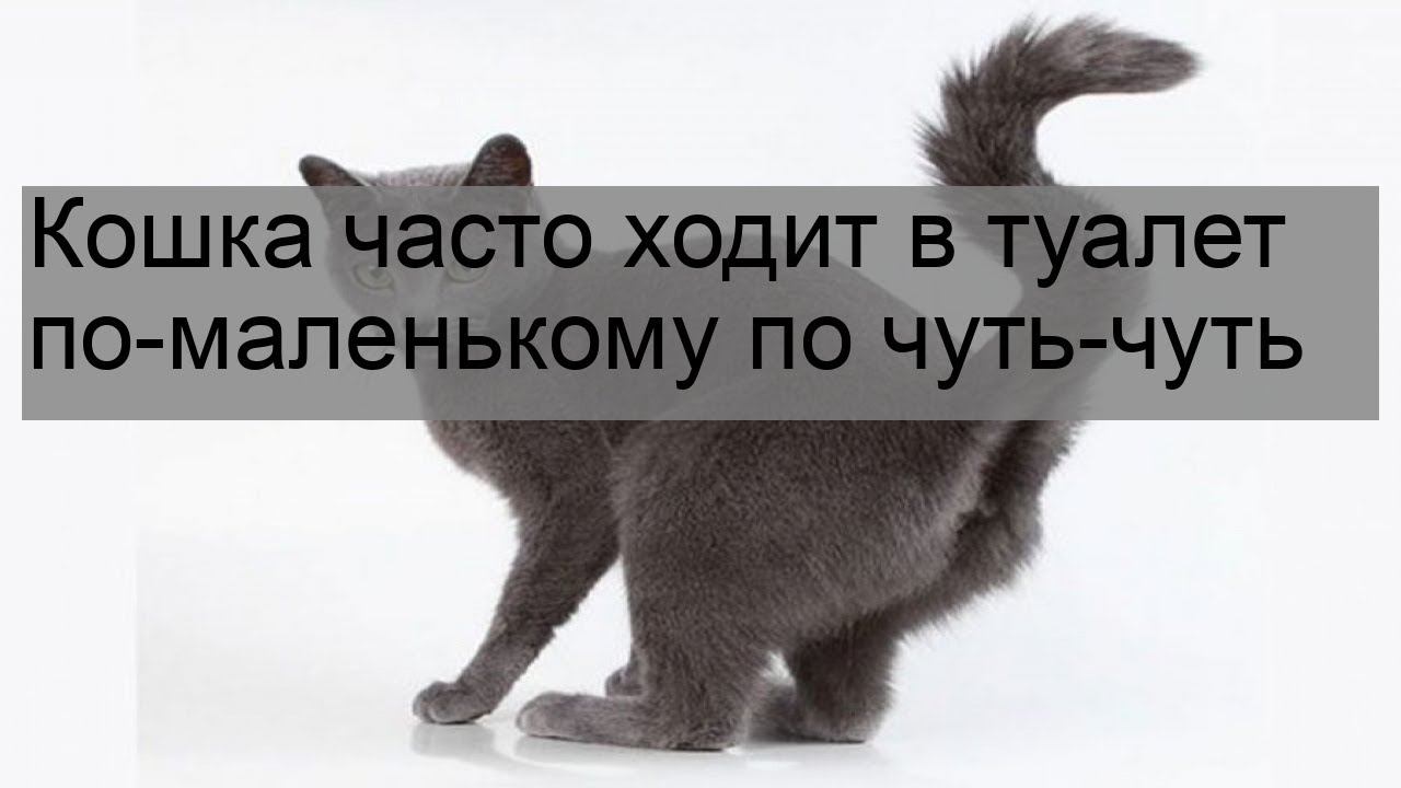 Кота часто ходит. Кот часто ходит в туалет по маленькому по чуть-чуть. Если кошка часто ходит в туалет по маленькому по чуть-чуть. Ходим ходим и будем ходить кот. Почаще ходи на.