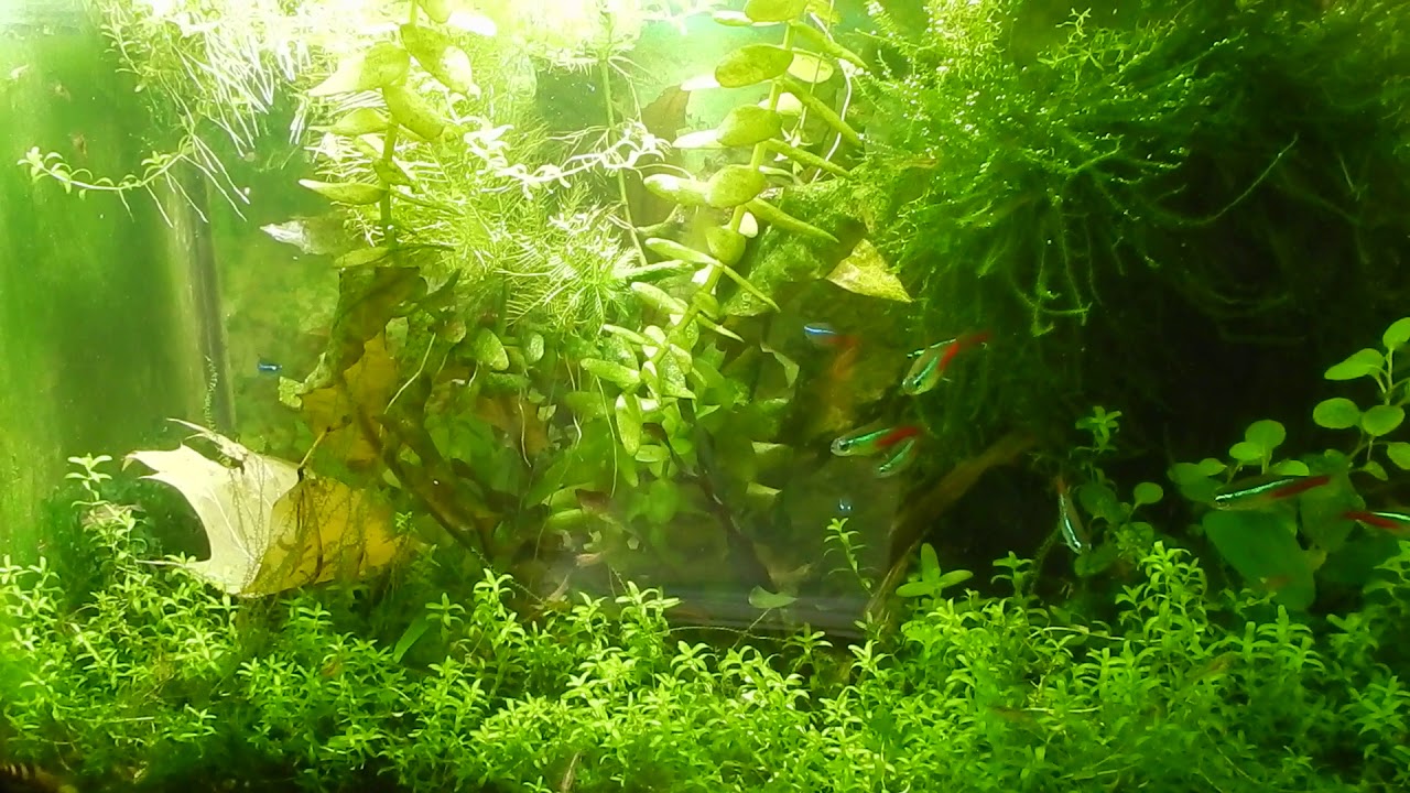 Зелень на стенках аквариума