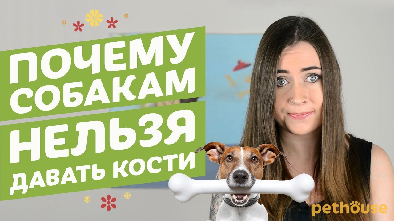 почему нельзя давать кости собакам. почему собакам нельзя кости. какие кости нельзя давать собакам.