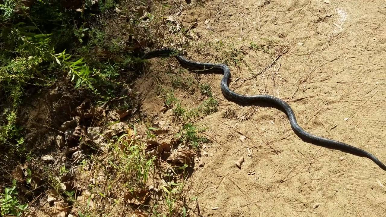 Где нет змей. Ядовитые змеи Джорджия. Гюрза змея Грузия. Норы змей. Ядовитая змея в Дагестане.