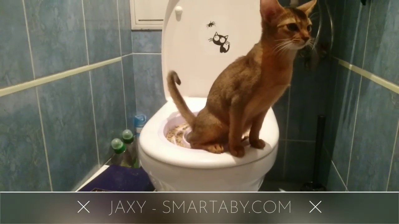 Сколько раз котенок ходит по большому. Кот на унитазе. Котик в туалете. Котенок в унитазе. Котенок в туалете.