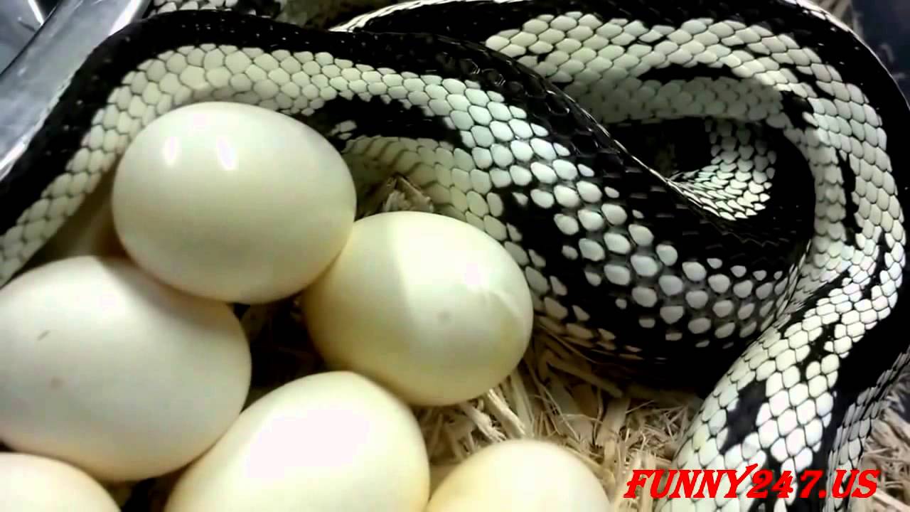 Какие яйца змей. Яйца гадюки. Яйца змеи гадюки. Голубые яйца змеи.