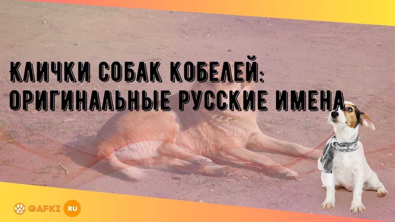 Прикольные картинки больших собак