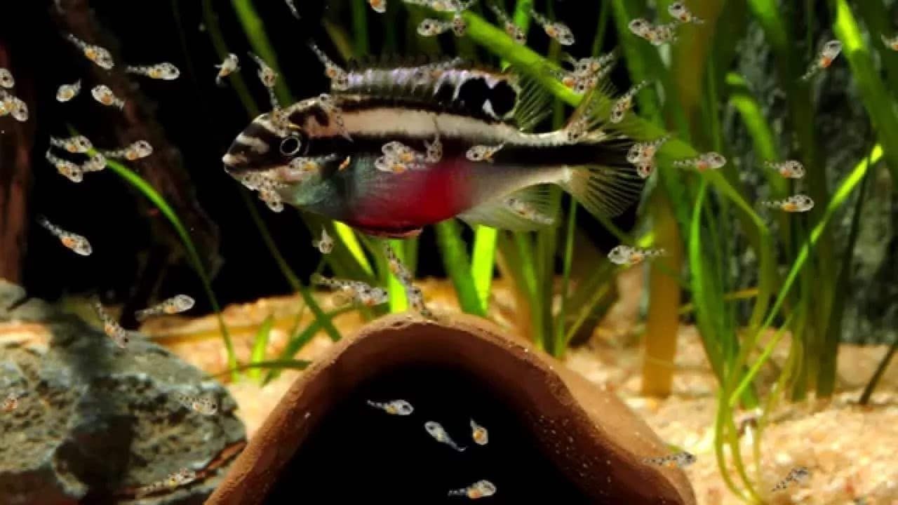 Рыбки аквариумные которые едят улиток фото и название