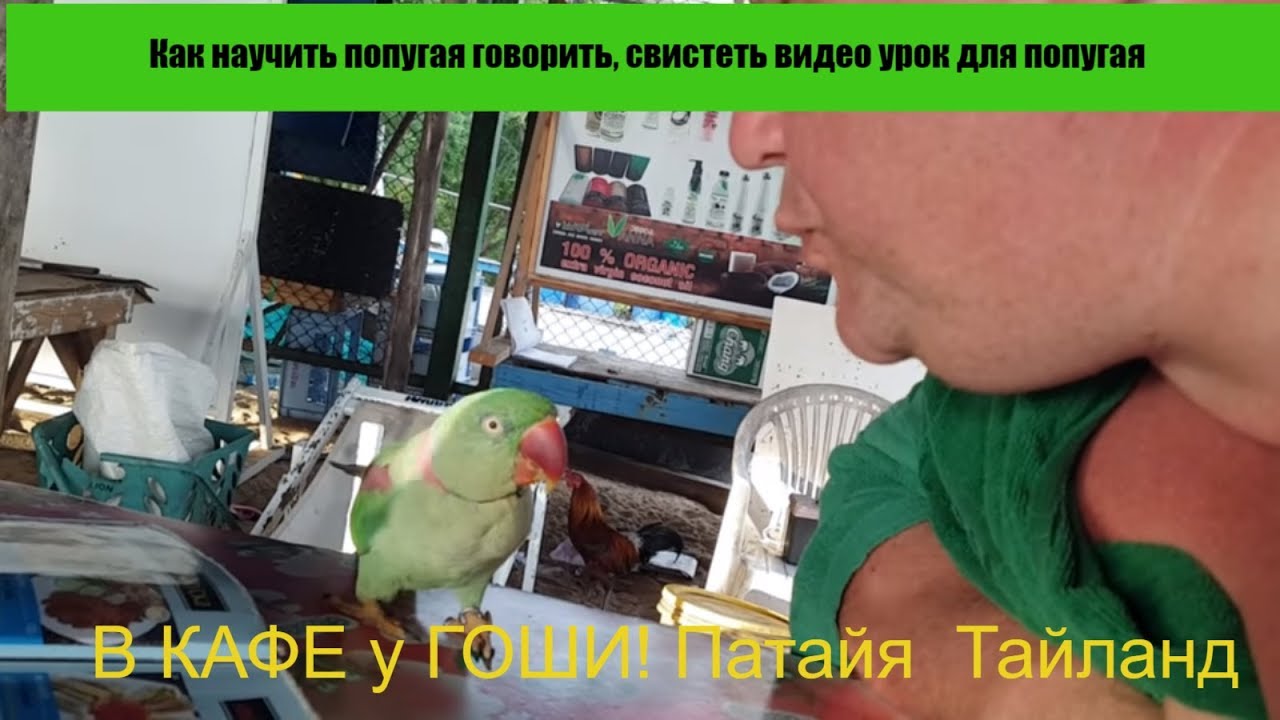 Урок для попугая привет. Попугай свистит. Учим попугая свистеть. Аудиозаписи чтобы научить попугая разговаривать. Как научить попугая разговаривать.
