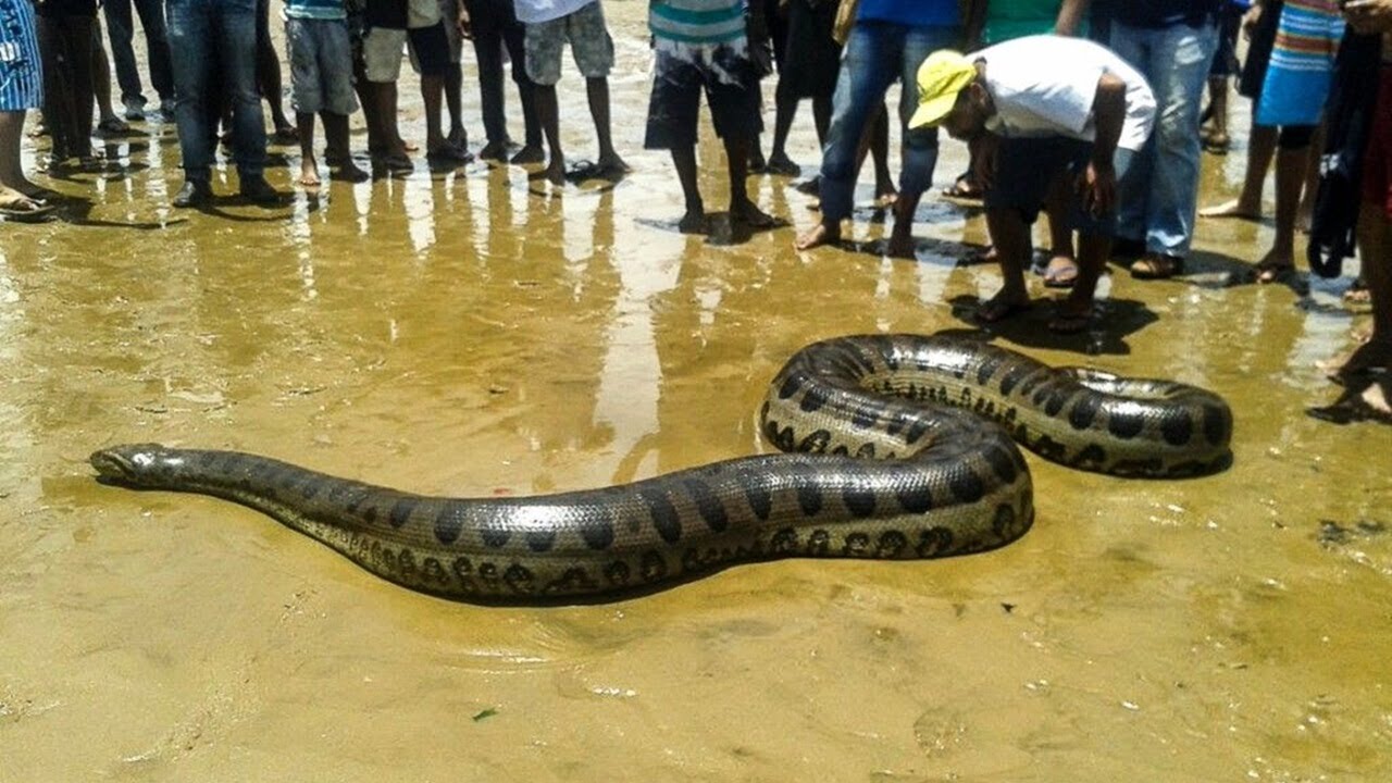 Самая большая змея видео. Анаконда змея. Самая большая змея в мире Анаконда. Самая большая Анаконда 41м.