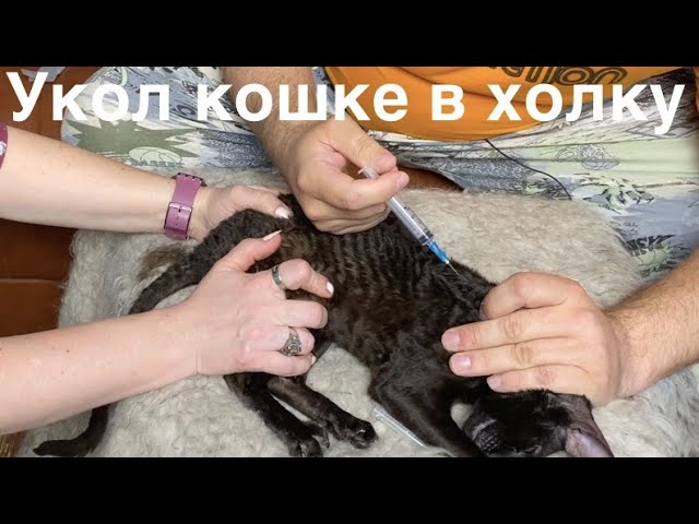 Куда колоть укол кошке внутримышечно фото