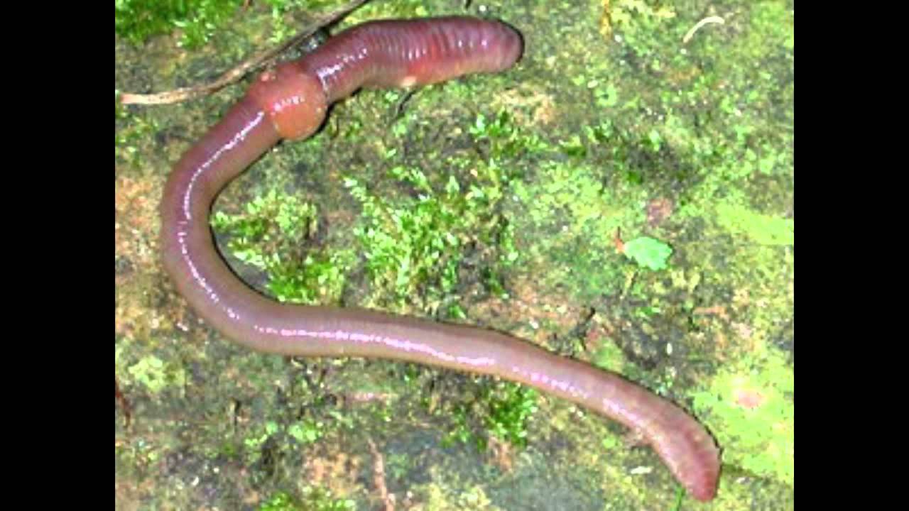 Синих червяков. Малощетинковые дождевой червь. Дождевой червь выползок. Выползок малый – Lumbricus rubellus.