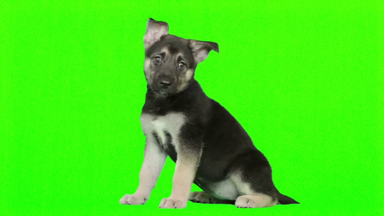 Пес лайф. Собака на зеленом фоне. Щенок на зеленом фоне. Собака хромакей. Пёсик на зелёном фоне.