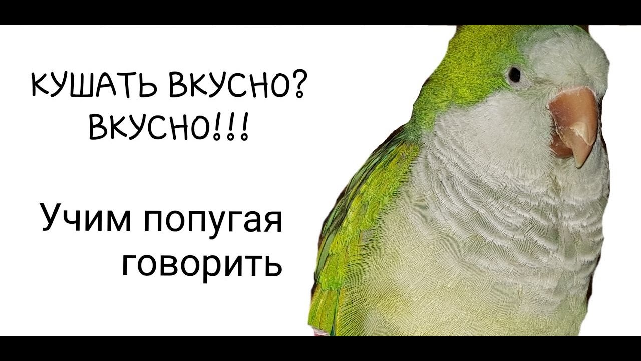 Попугай говорит уроки. Урок для попугая. Обучающий урок как научить попугая разговаривать. Учим попугая говорить привет. Уроки для попугая разговаривать.