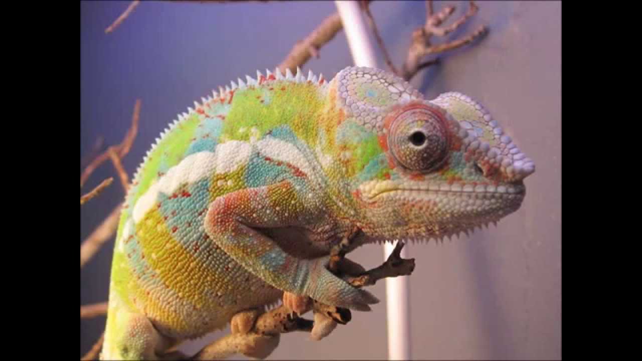 Изменение окраски хамелеона. Хамелеон меняет цвет. Цвет хамелеон. Хамелеон меняет окрас. Ящерица меняющая цвет.