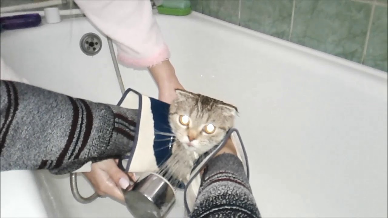 Моем кошку правильно. Приспособление для мытья кошек. Приспособления для мытья кошек дома. Приспособление для купания кота. Приспособления чтобы помыть кота.