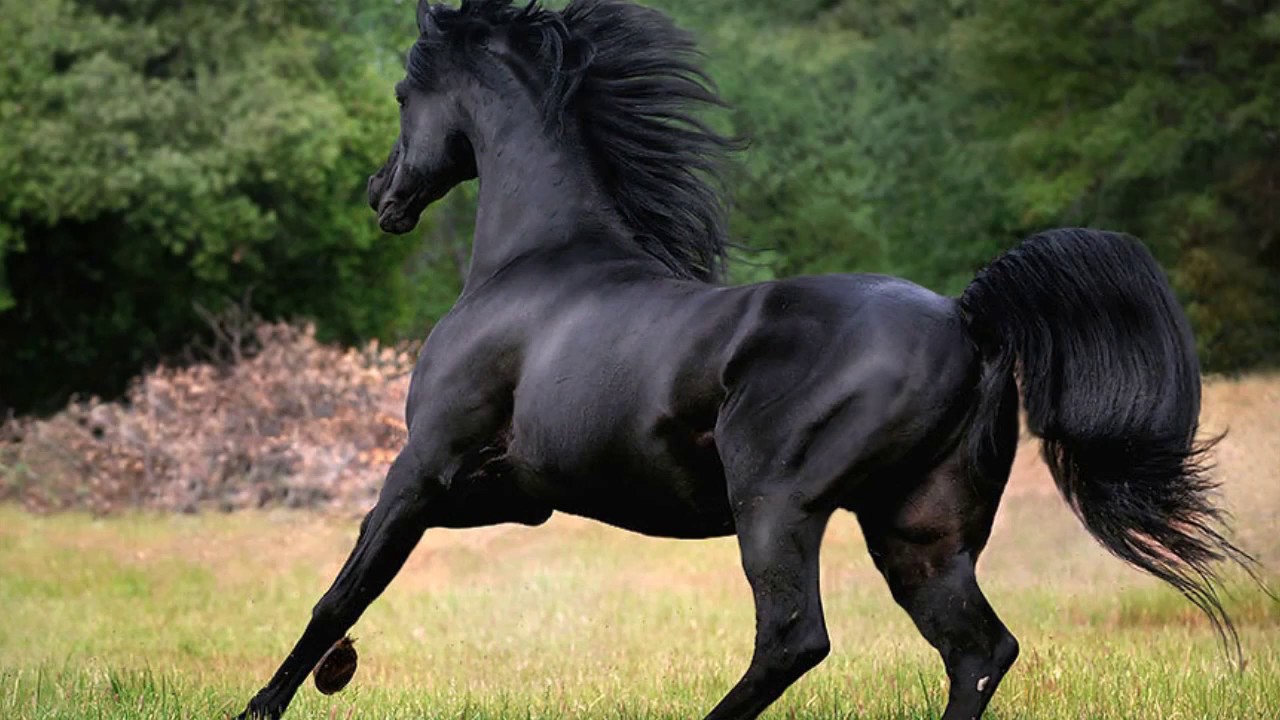 Лошадь черного окраса. Вороной Мустанг иноходец. Вороной Кигер Мустанг. Цыганская Вороная лошадь. Лошадь породы Мустанг черный.