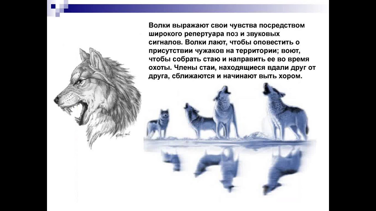 Почему волк. Волк лает. Волк лает или нет. Лают ли волки. Волки не лают.