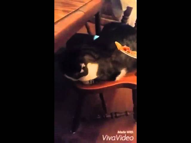 Рвет сразу после еды. Видео кот тошнит от еды. Кошка тошнит на еду видео.