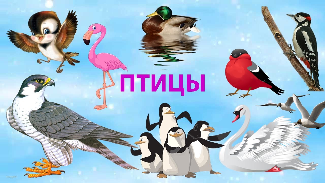 Про птиц для детей. Птицы для детей. Птицы для дошкольников. Птицы Заголовок. Надпись птицы.