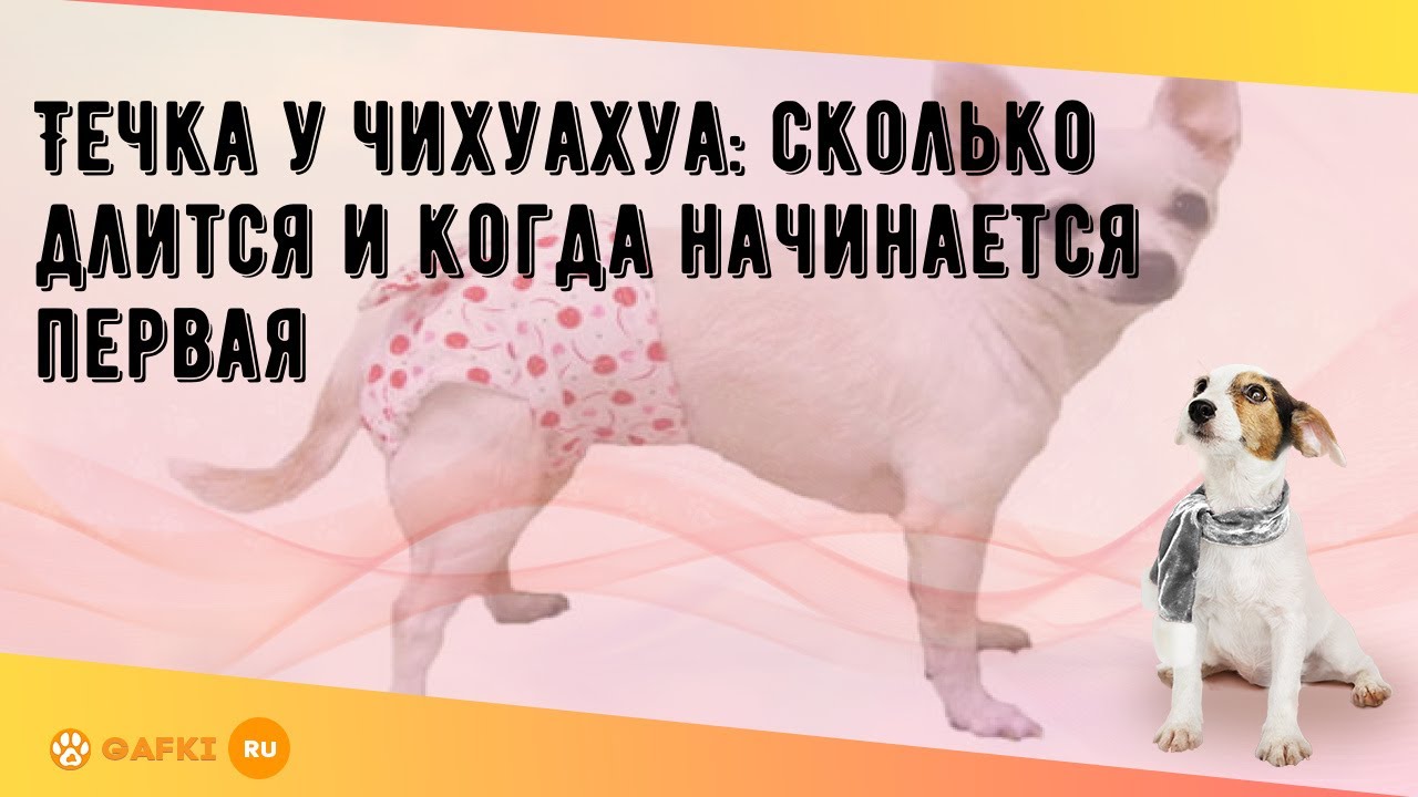 Когда у чихуахуа начинается. Течка у собак чихуахуа. Сколько длится течка у чихуахуа.