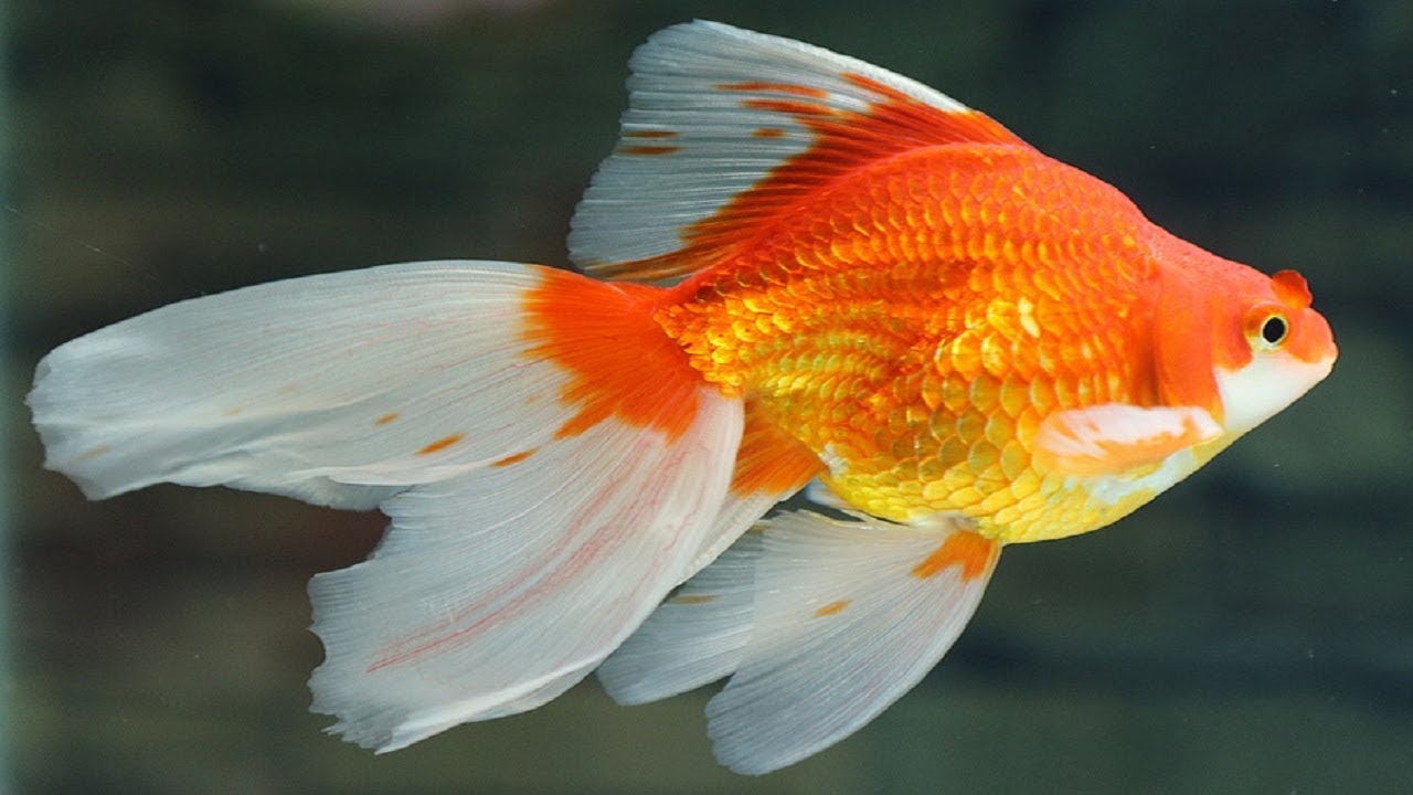 Рыбка майкоп. Вуалехвост золотой. Вуалехвост рыбка аквариумная. Вуалехвост красный. Вуалехвост рыбка белая.