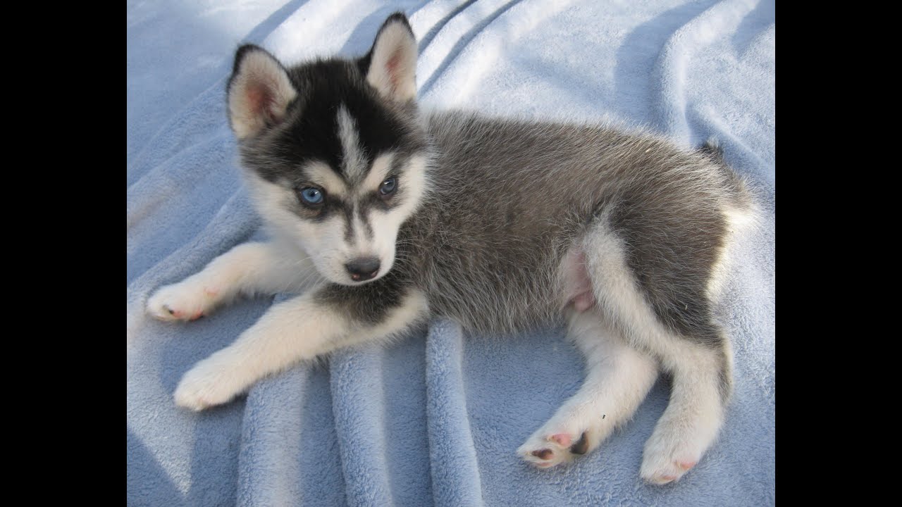 Cute siberian. Помски a2. Помски Миа. Сибирская хаски щенок 1 месяц. Лисья помски.