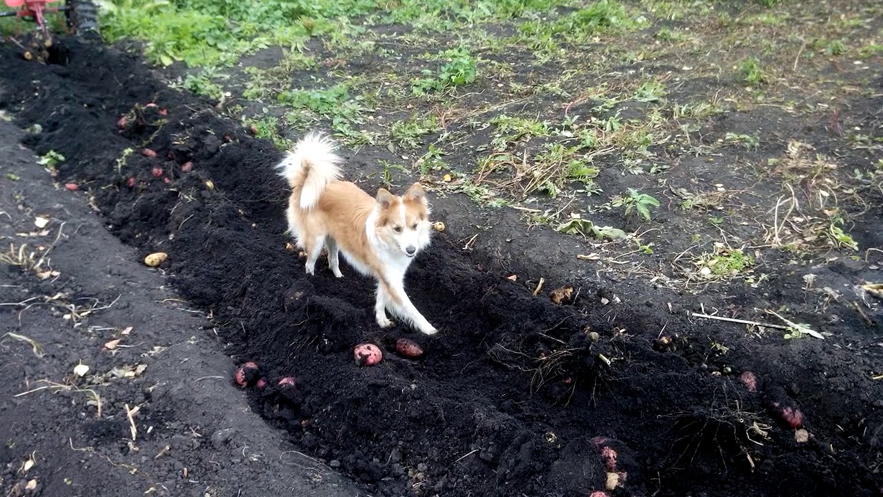 Можно собакам картошку. Собака роет огород. Собака раскапывает. Собака перерыла огород.