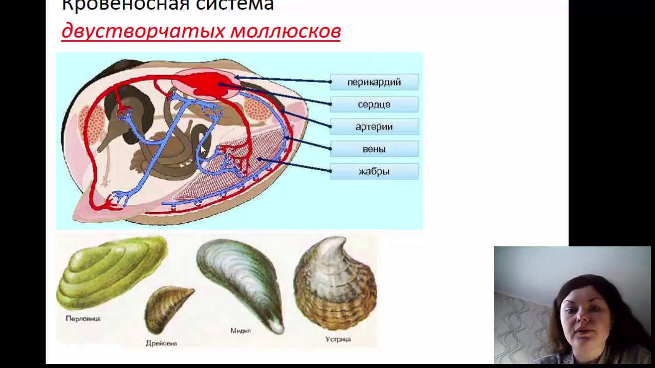 Моллюски имеют сердце. Органы кровеносной системы брюхоногих моллюсков. Половая система беззубки. Двустворчатые моллюски выделительная система. Кровеносная система двустворчатых моллюсков.
