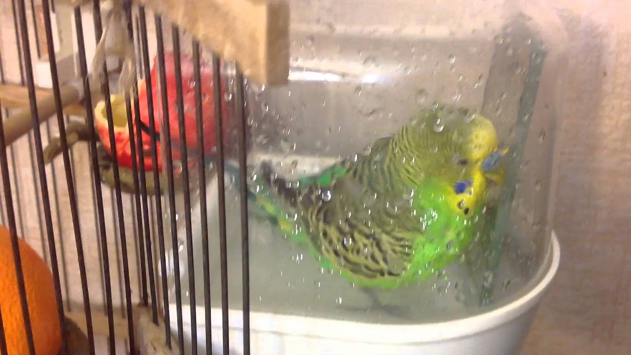 Можно мыть попугаев. Купалка для попугая волнистого. Купальня для попугаев волнистых. Попугай купается. Волнистый попугайчик купается.