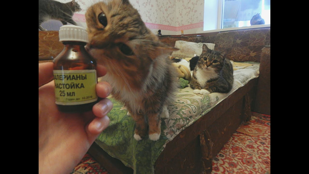 Кот и валериана. Валерьянка для кошек. Любят ли коты валерьянку. Кот и валерьянка. Коты и валерьянка.