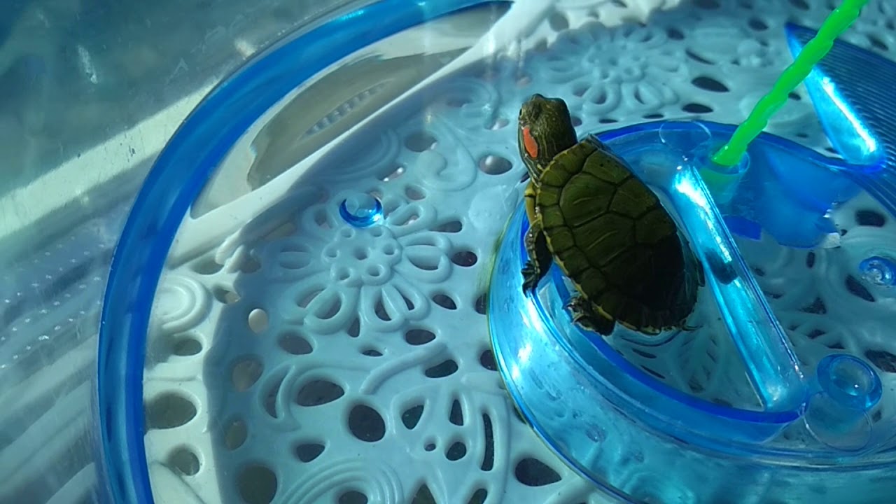 Менять воду черепахе. Красноухая черепаха маленькая. Декоративные Черепашки в аквариуме. Декоративная черепашка красноушка. Декоративные водные черепахи.