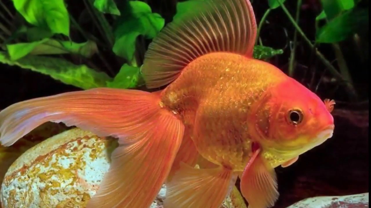 Аквариумная рыба золотая рыбка. Вуалехвост золотой. Золотая рыбка волехвостка. Вуалехвост рыбка. Вуалехвост красный.