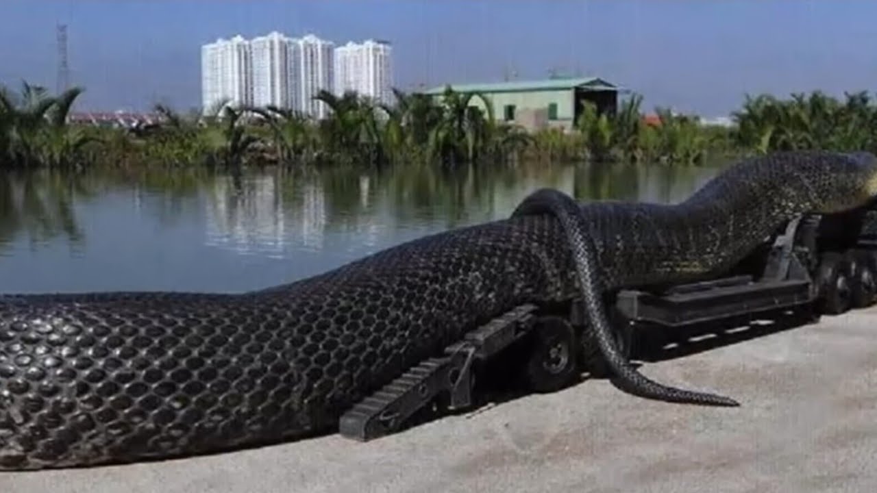 Сколько метров змей