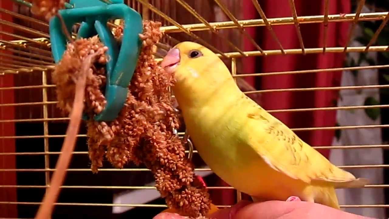 Можно давать попугаям банан. Что едят попугаи. Еда для попугаев волнистых. Корелла и волнистый попугай. Попугай кушает.