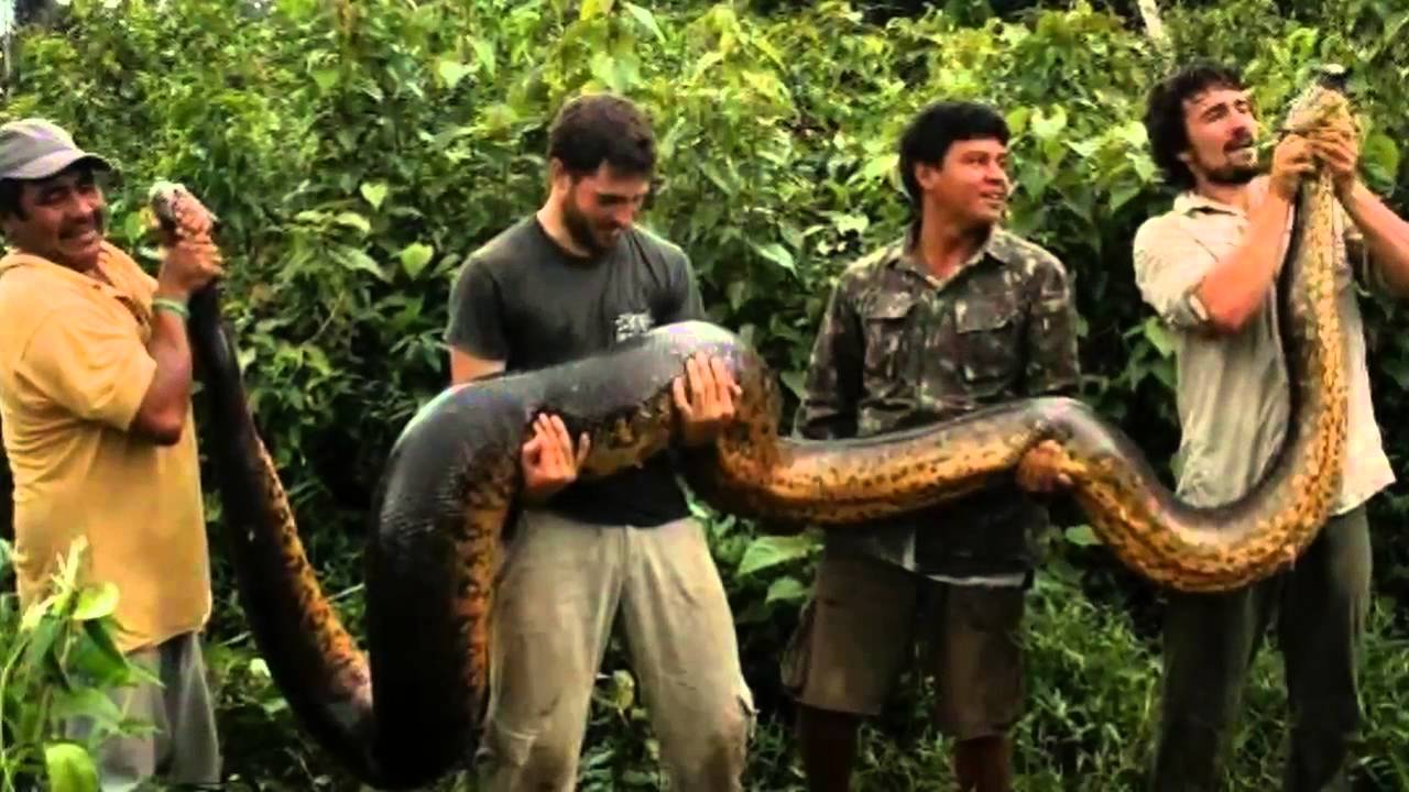Включи анаконда. Анаконда змея. Самая большая змея в мире Анаконда Анаконда. Водяной удав Анаконда.