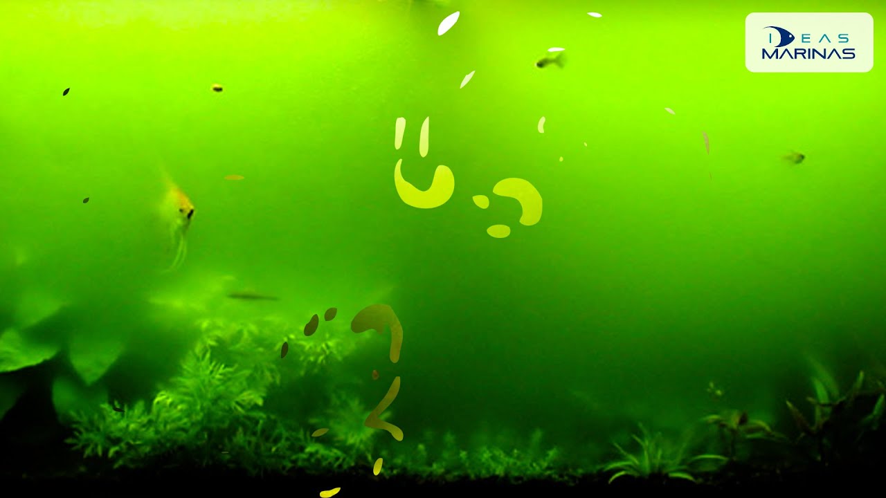 Позеленела вода в аквариуме. Цветение воды эвглена зеленая. Хламидомонада цветение воды. Эвглена зеленая в аквариуме. Зеленая вода в аквариуме.