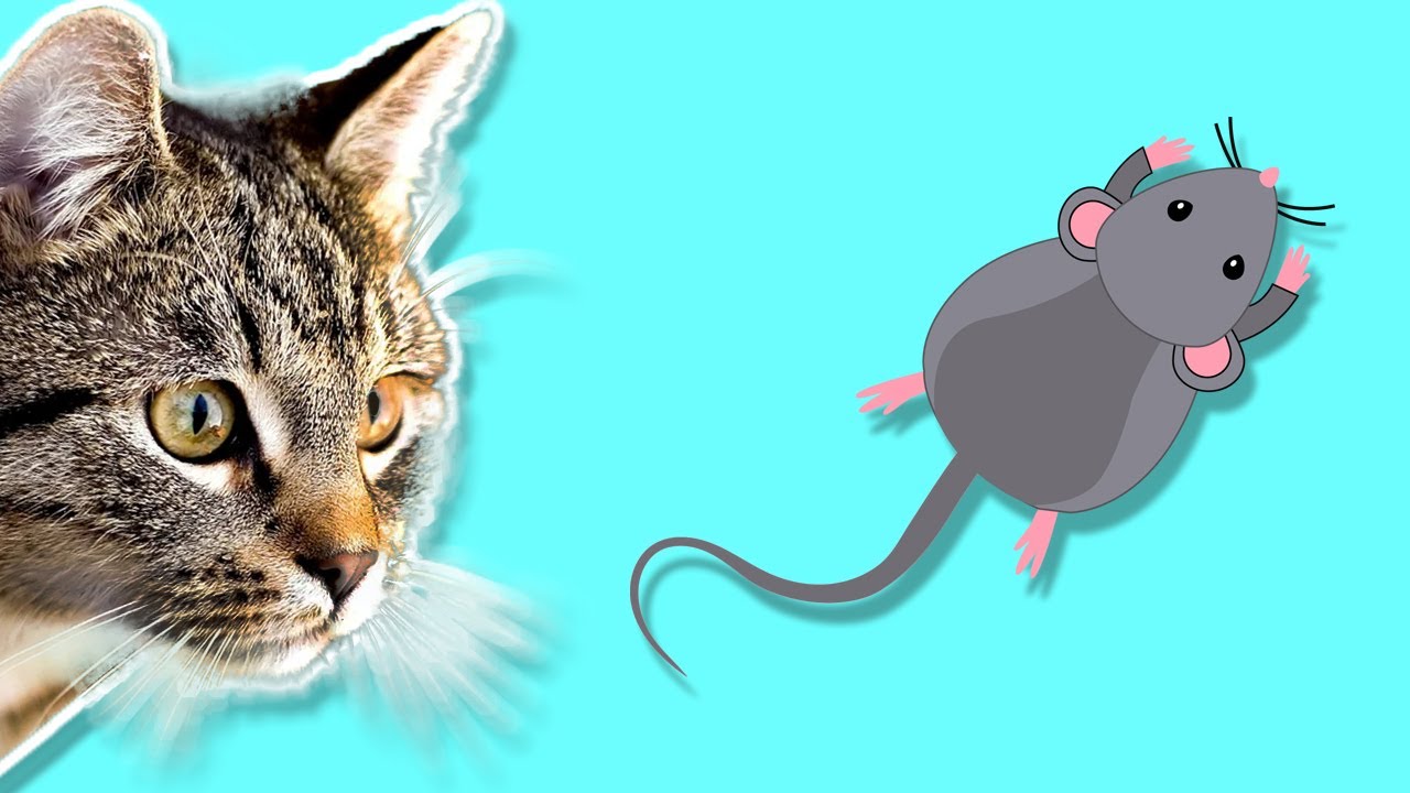 3 кота интернет. Мышка бегающая по экрану для кота. Мышка для кошки на экране. Мыши по экрану для кошек. Бегущая мышка по экрану для котят.