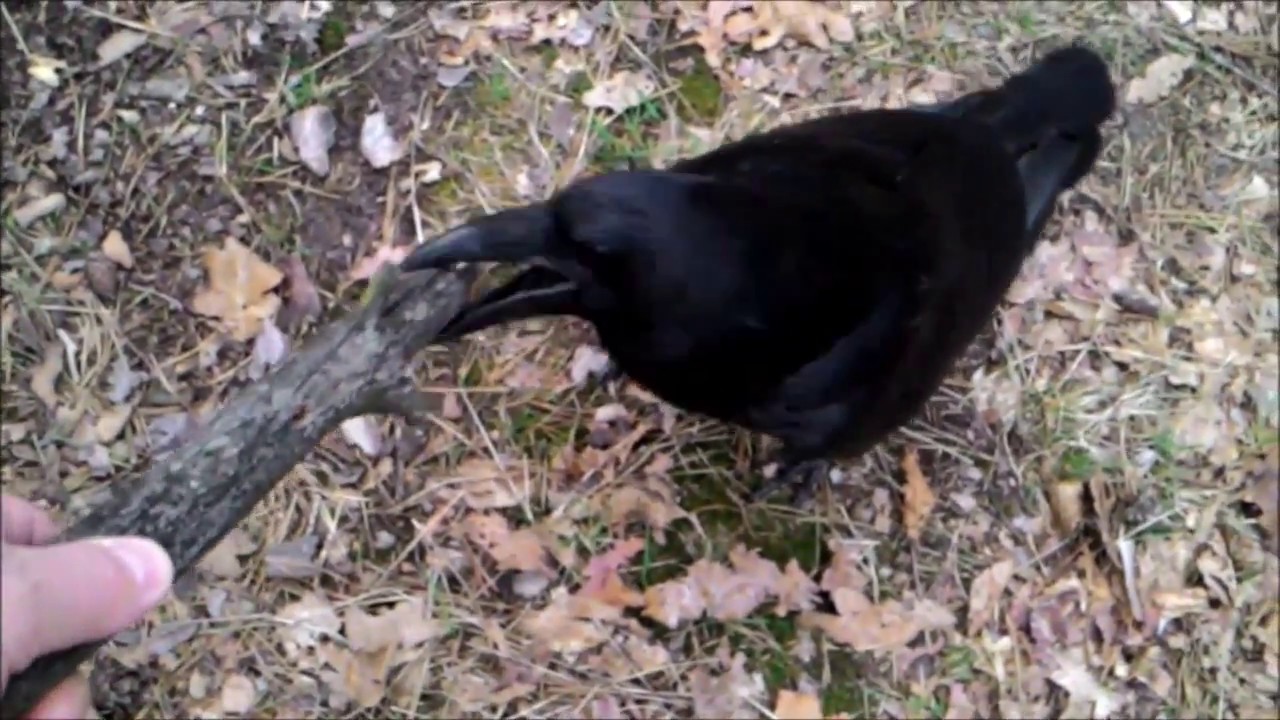 Сон поймать ворона. Ручной ворон. Отловить ворона. Поимка ворона. Попался ворона.