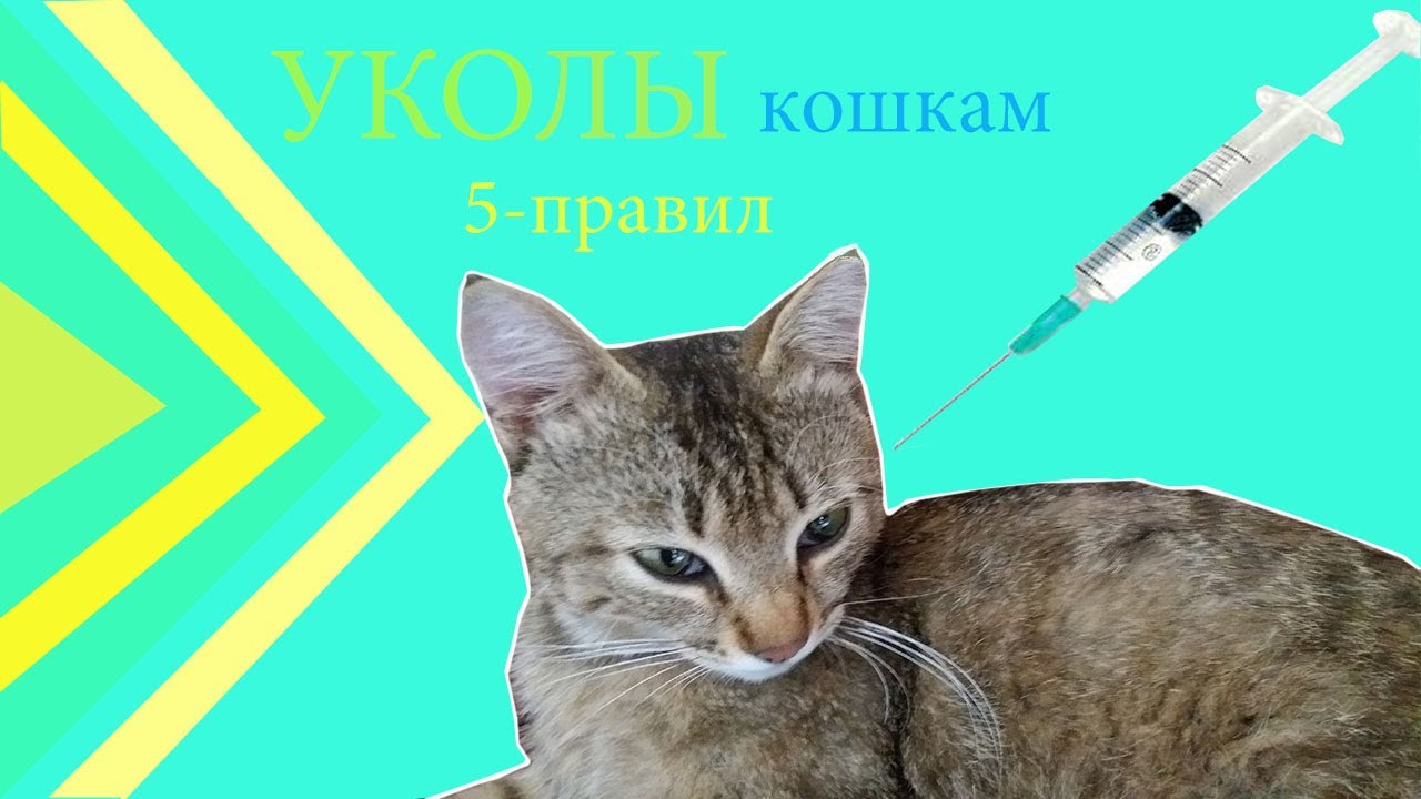 Инъекции кошкам. Укол кошке внутримышечно. Шприц для инъекций кошке.