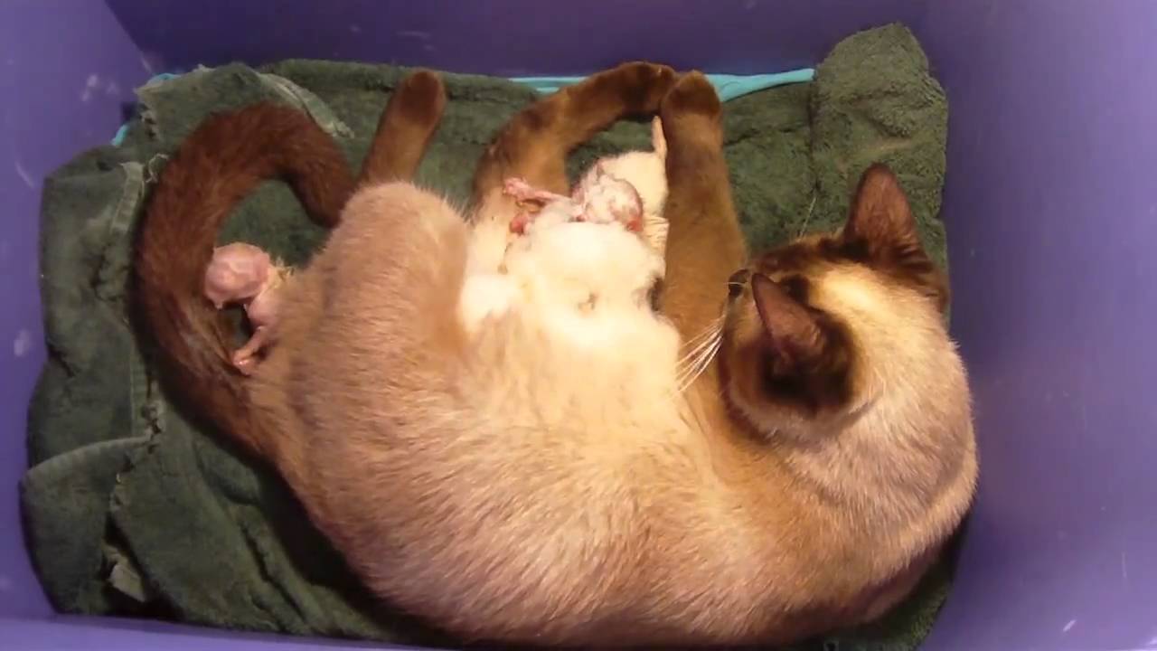 Течка у стерилизованной кошки сколько длится. У кочешки течка.