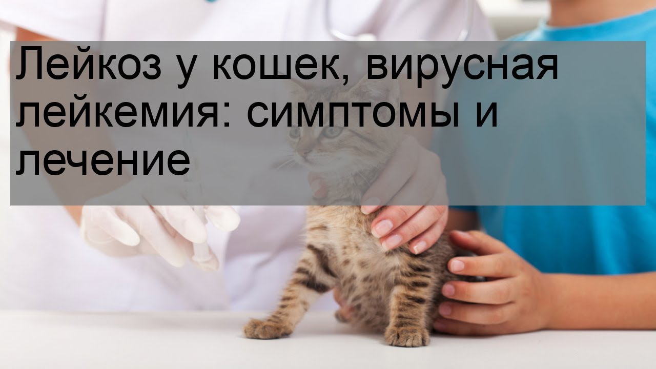 Вирусный лейкоз у кошек симптомы. Вирусная лейкемия кошек симптомы. Возбудитель лейкоза кошек.