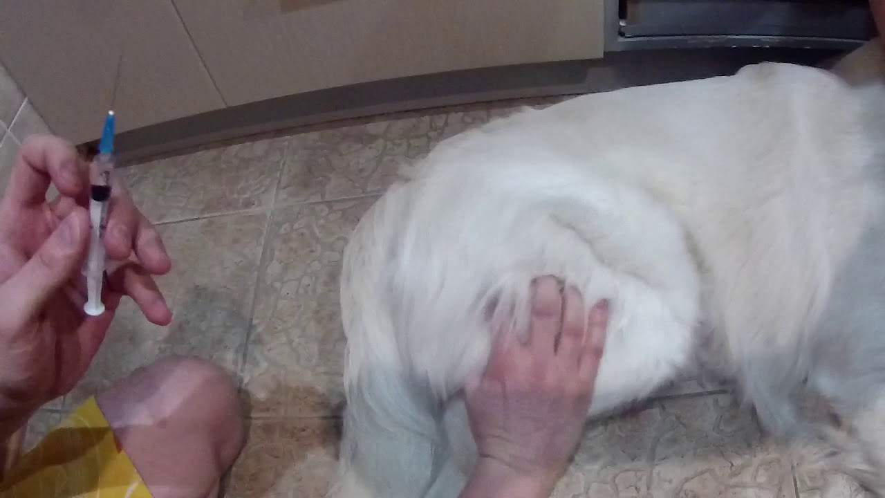 Как колоть укол собаке