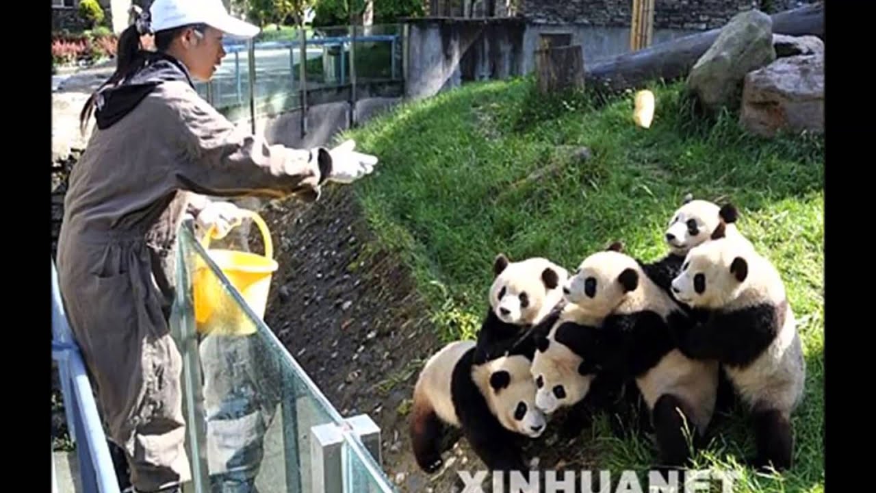 Включи где панда. Чэнду заповедник больших панд. Гигантская Панда в Китае. Заповедник Чэнду Китай. Чэнду Панда парк.