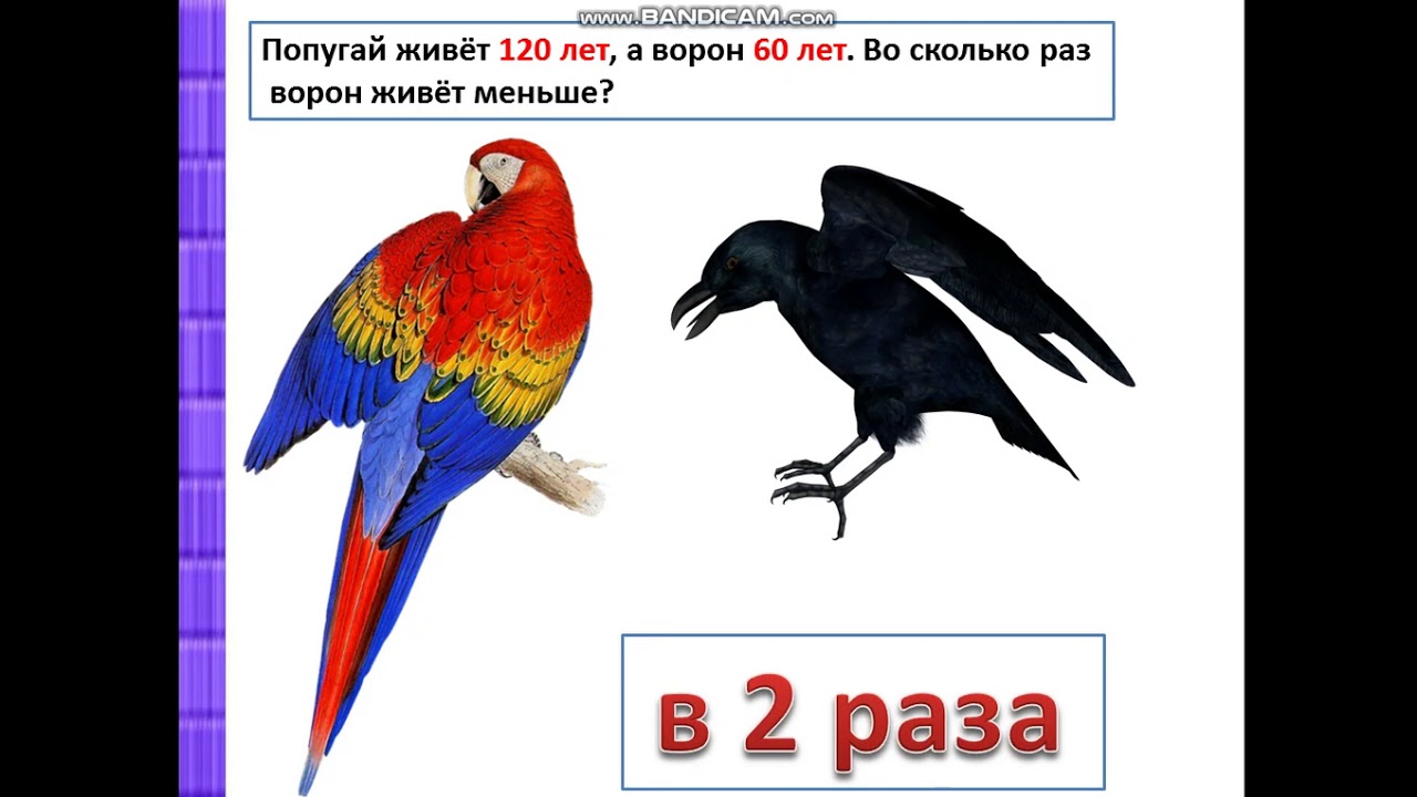 Сколько лет живут вороны. Сколько лет живет ворон. Продолжительность жизни вороны. Сколько лет лет живёт ворон.