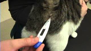 Ректальная температура кошки. Как измерить температуру коту. Измерить температуру кошке ректально. Как меряют температуру у кошек.