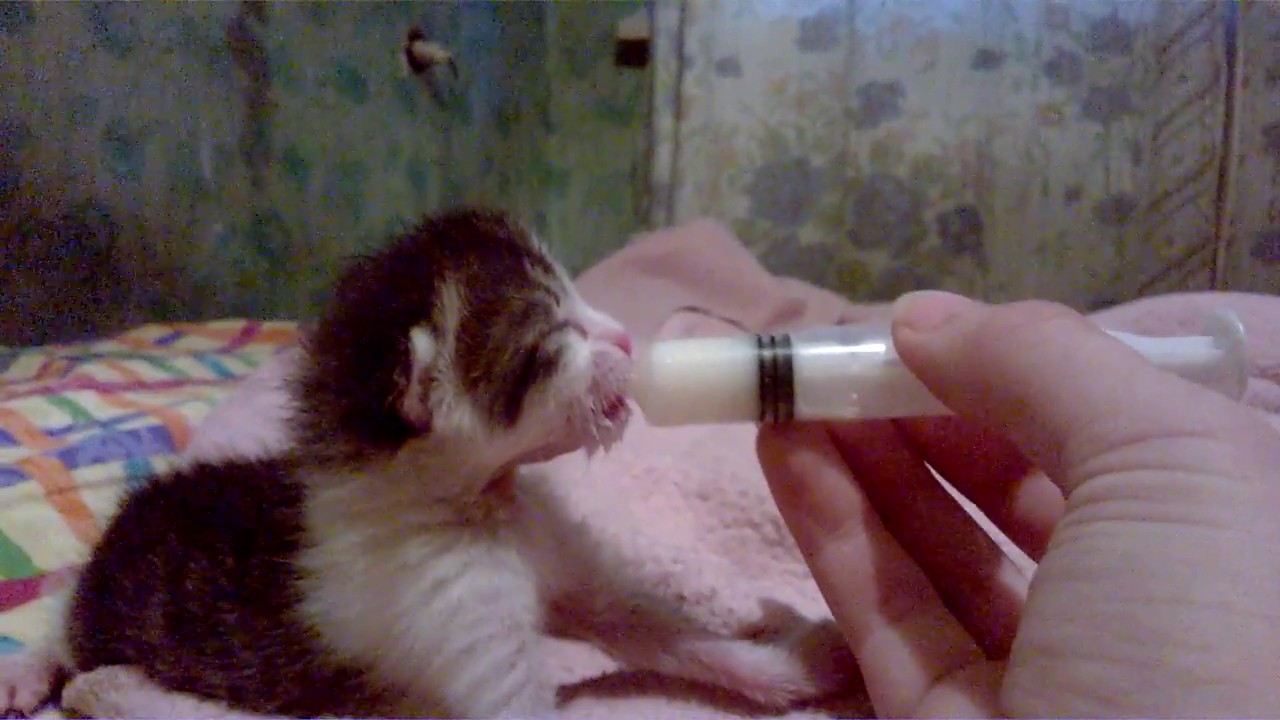 Вес новорожденного котенка. Пипетка для новорожденных котят. Приспособление для искусственного вскармливания котят. Кормление новорождённого котёнка. Выкармливание новорожденных котят.