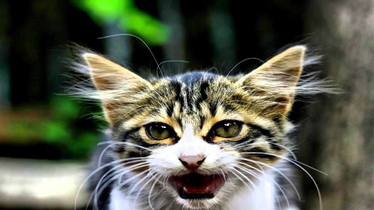 Смешное кошки говорит. Агрессивная кошка. Говорящие коты фото. Мияу. Звук агрессивной кошки.